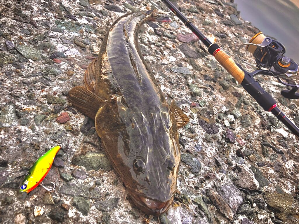 佐渡島マゴチの爆釣法【釣り方攻略】 – FishRanker Magazine