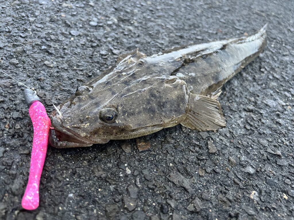 佐渡島マゴチの爆釣法【釣り方攻略】 – FishRanker Magazine